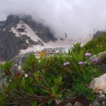 Происхождение, естественная среда обитания рододендрона в уральских горах