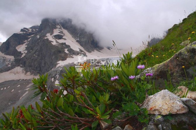 Происхождение, естественная среда обитания рододендрона в уральских горах
