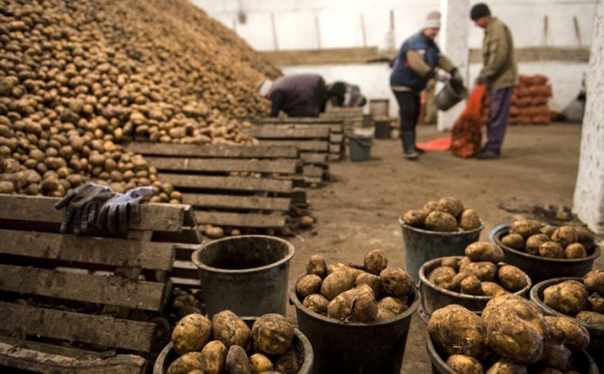 Промышленный сбор урожая картофеля