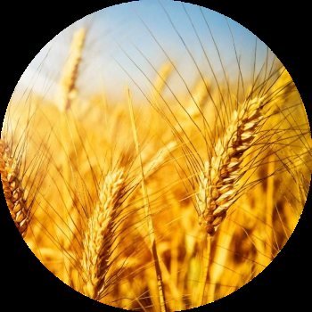 пшеница изображение