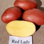 'Раннеспелый устойчивый к засухе сорт картофеля "Ред Леди