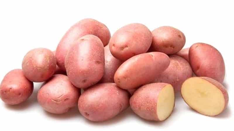 'Раннеспелый устойчивый к засухе сорт картофеля 