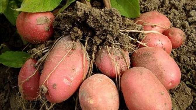 'Раннеспелый устойчивый к засухе сорт картофеля 