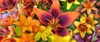 Расцветка азиатских лилий фото цветков