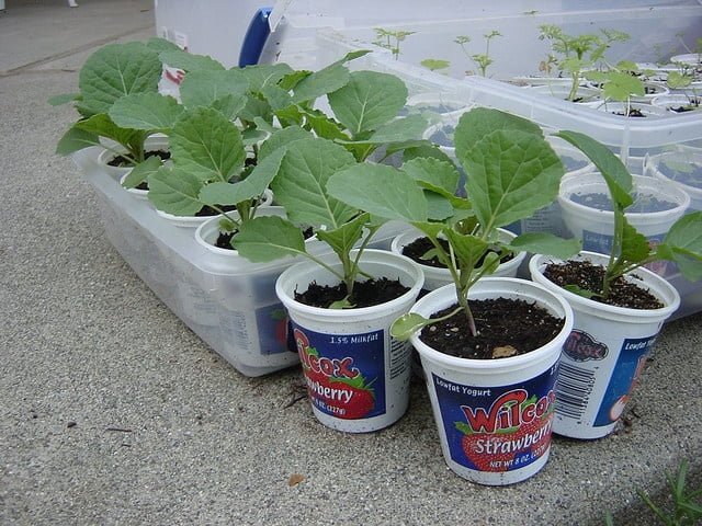 рассадный способ выращивания капусты