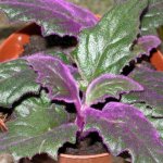Растение с фиолетовыми листьями