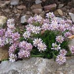 растения для альпийской горки иберис