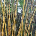 Растущий бамбук, средняя часть стволов