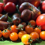 разные виды томатов