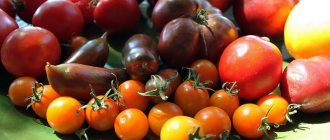 разные виды томатов