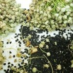 Рекомендации огородников со стажем: можно ли сеять лук чернушку под зиму и когда это делать