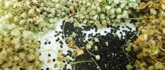 Рекомендации огородников со стажем: можно ли сеять лук чернушку под зиму и когда это делать