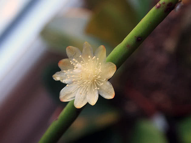 Рипсалис пушистый (Rhipsalis floccosa)