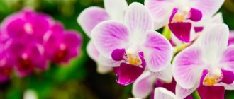 Родина орхидеи фаленопсис