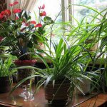 Роль комнатных растений для улучшения энергетики человека и дома