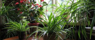 Роль комнатных растений для улучшения энергетики человека и дома