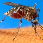 Россиян предупредили о нашествии комаров. Но есть кое-что куда страшнее | Изображение 1