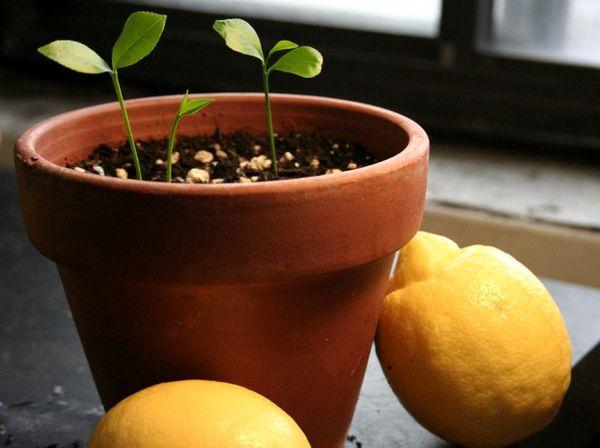 ростки лимона