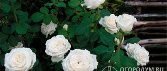 Роза «Анастасия» (на фото) сохраняет идеальный вид на всех стадиях роспуска и в любых погодных условиях