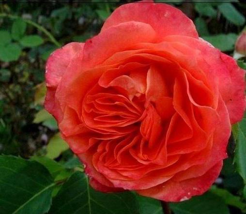 роза эмильен гийо фото