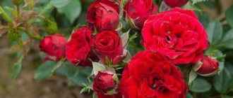 роза плетистая сантана описание