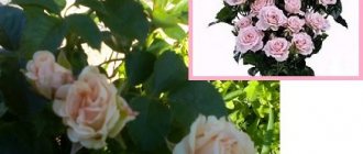 Роза-спрей сорта Классик Лидия фото