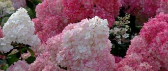 Розовый окрас метельчатой гортензии