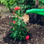 Розы: чем подкормить осенью
