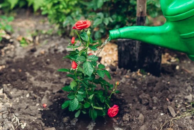 Розы: чем подкормить осенью