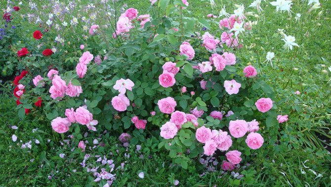 Розы Луис Одьер в саду