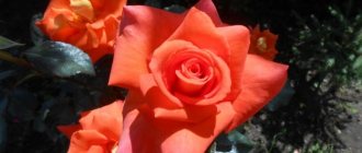 Розы Моника на солнце
