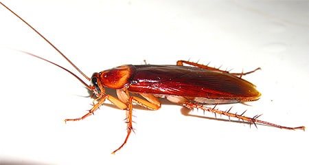 Рыжий таракан