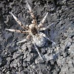 Самка южнорусского тарантула