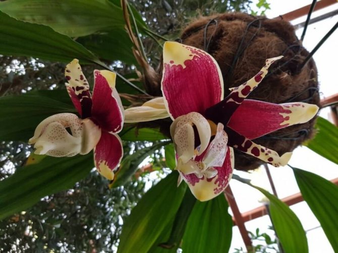 Самые редкие орхидеи в мире