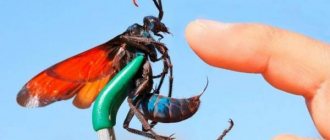 Самые странные, уродливые и ужасные насекомые мира (18 фото)