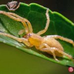 Самые ядовитые пауки в мире: Cheiracanthium
