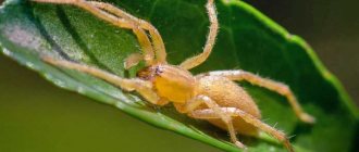 Самые ядовитые пауки в мире: Cheiracanthium