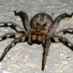 самый опасный паук