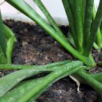 Сансевиерия – сорта, выращивание и уход