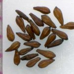 Семена седума очитка фото