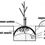 Схема посадки груши