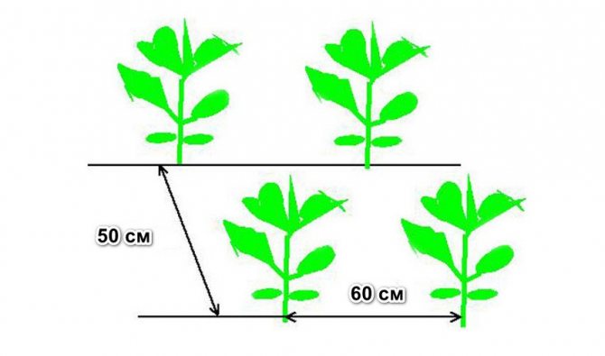 Схема посадки капусты