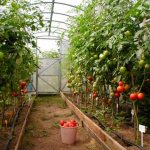 схема посадки томата