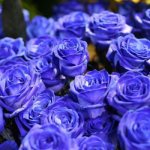 синее розы