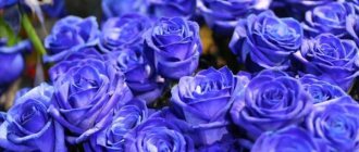 синее розы