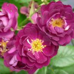 Сиреневая роза Perennial Blue