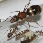 Сколько живет муравей - самки, самцы, рабочие