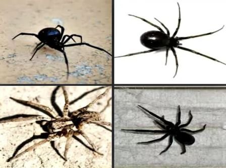 Сколько живут домашние пауки