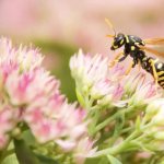 Сколько живут осы без еды