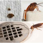 сколько живут тараканы дома без воды